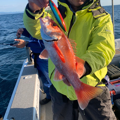 Blackthroat Seaperch (Rosy Seabass / Akamutsu)